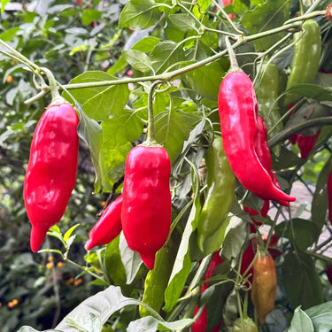 Aji Rico - Seeds - The Pepper Pantry (Formerly Marie Sharp's)